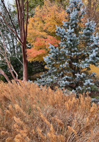 View from the gardens